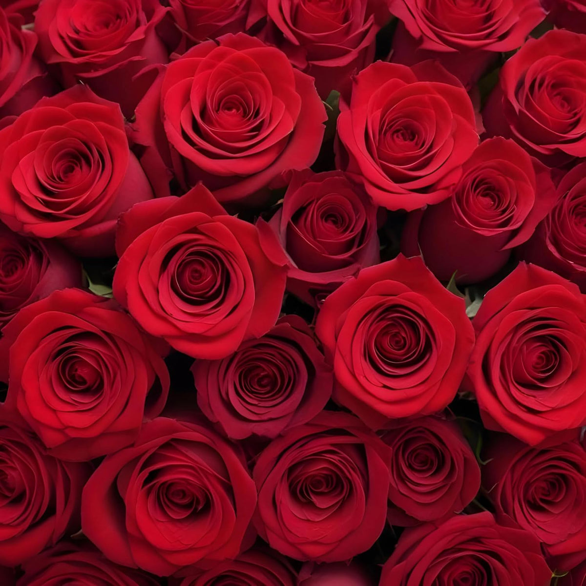 100 Red Roses | Bulk Roses by Arabella Bouquets | Real Fresh Flowers for Delivery, Gift for Birthday Women, Congratulations, Anniversary, Thank You, Mother's Day